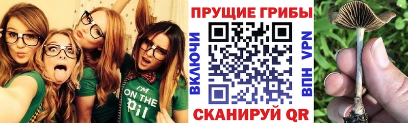 хочу   Талдом  Галлюциногенные грибы мухоморы 